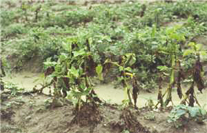 Fact Sheet  Phytophthora infestans